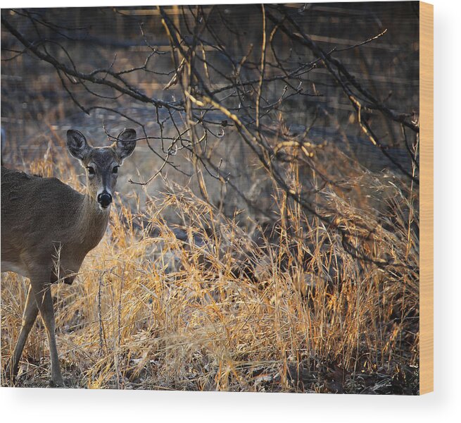 Whitetail Deer Wood Print featuring the photograph Peeking Whitetail Doe by Michael Dougherty