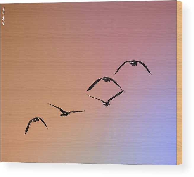 Birds Wood Print featuring the photograph Pelicans by Alexander Fedin