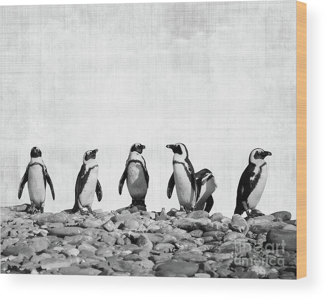 Penguins Wood Print featuring the photograph Penguins by Delphimages Photo Creations