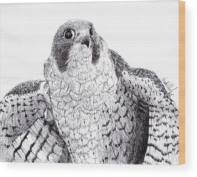 Wildlife Wood Print featuring the drawing Peregrine Falcon by Wade Clark