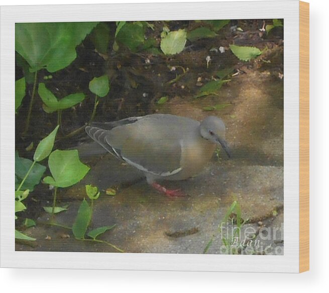 Bird Wood Print featuring the photograph Pigeon by Felipe Adan Lerma