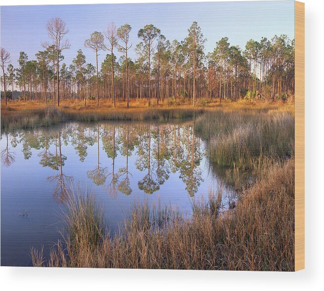00175905 Wood Print featuring the photograph Pine Trees Reflected In Pond Near Piney by Tim Fitzharris