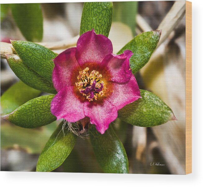Flower Wood Print featuring the photograph Pink And Gold by Christopher Holmes