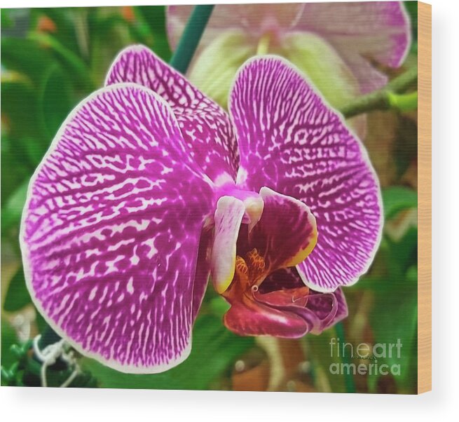 Bloom Wood Print featuring the photograph Pink and Green Orchid Floral Garden 957 by Ricardos Creations