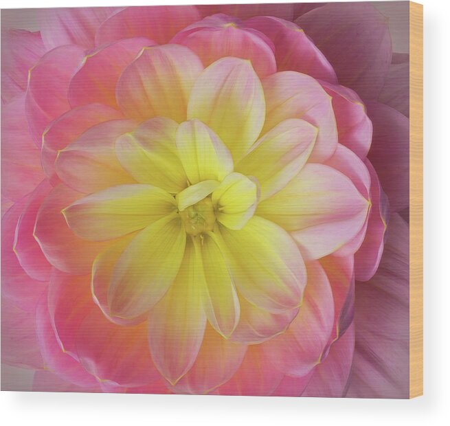 Dahlia Wood Print featuring the photograph Pink and Yellow Dahlia by Mary Jo Allen