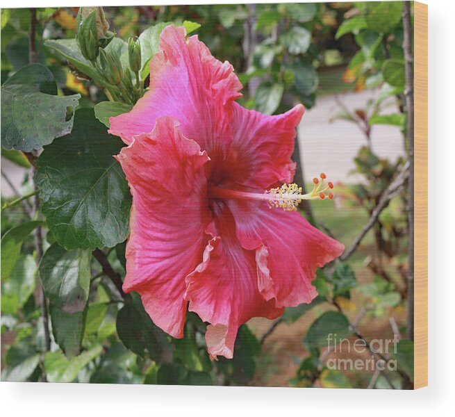 Landscape Wood Print featuring the photograph Pink Beauty by Mary Haber