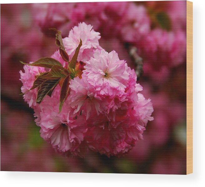 Cherry Blossom Trees Wood Print featuring the photograph Pink Blooms by Angie Tirado