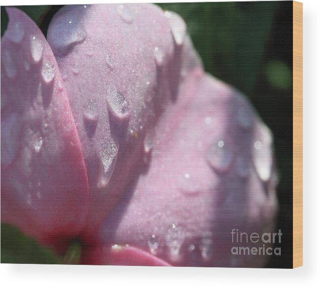 Garden Wood Print featuring the photograph Pink Droplets by Mary Haber