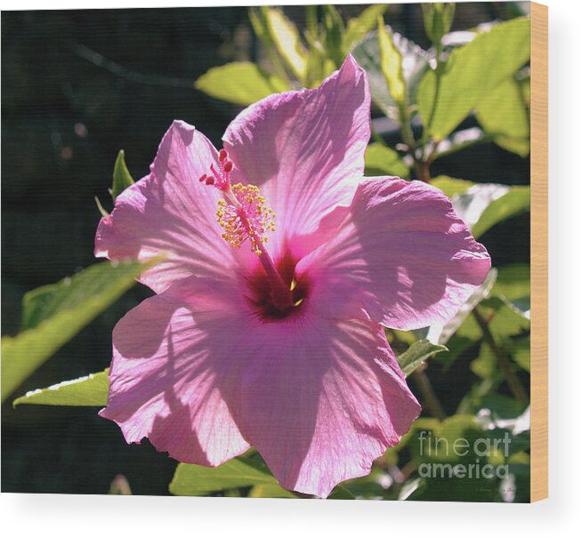 Fine Art Photography Wood Print featuring the photograph Pink Hibiscus by Patricia Griffin Brett