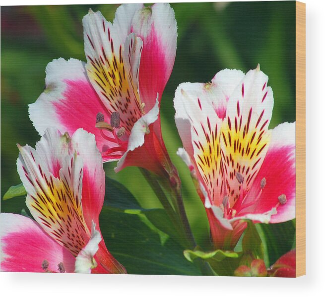 Peruvian Wood Print featuring the photograph Pink Peruvian Lily 2 by Amy Fose