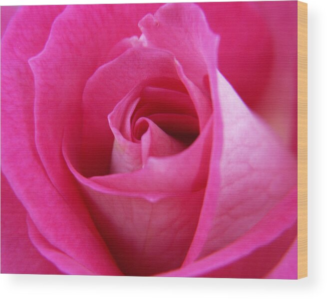 Rose Wood Print featuring the photograph Pink Rose by Amy Fose