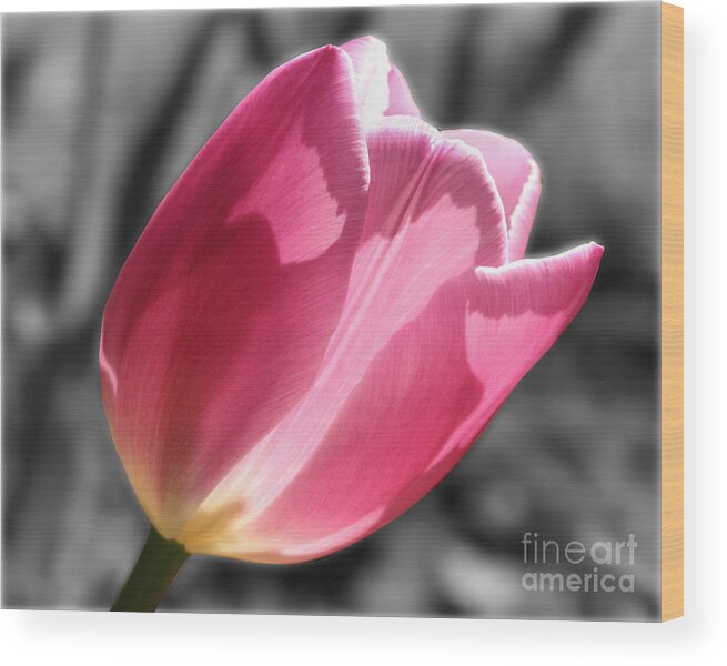 Flower Wood Print featuring the photograph Pink Tulip On Black And White by Smilin Eyes Treasures
