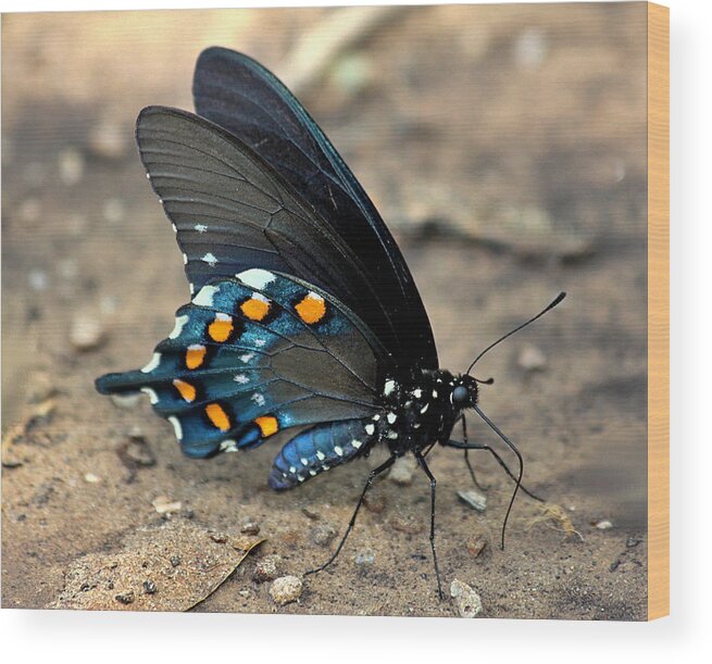 Nature Wood Print featuring the photograph Pipevine Swallowtail Close-up by Sheila Brown