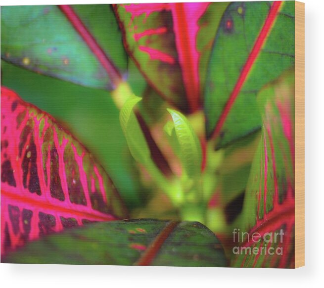 Plant Wood Print featuring the photograph Tropical Plants by D Davila