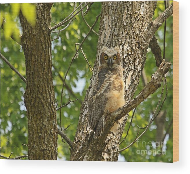 Owl Decor Wood Print featuring the photograph Pleasantly surprised by Heather King