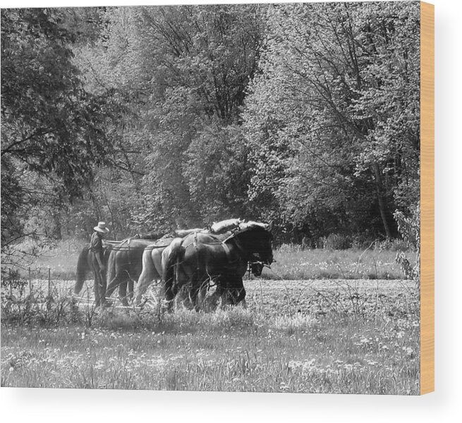 Amish Wood Print featuring the photograph Plowing the Old Way 1 by George Jones
