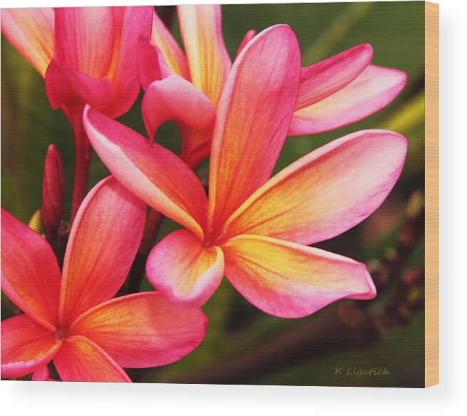 Plumeria Wood Print featuring the photograph Plumeria - Pretty Pink by Kerri Ligatich
