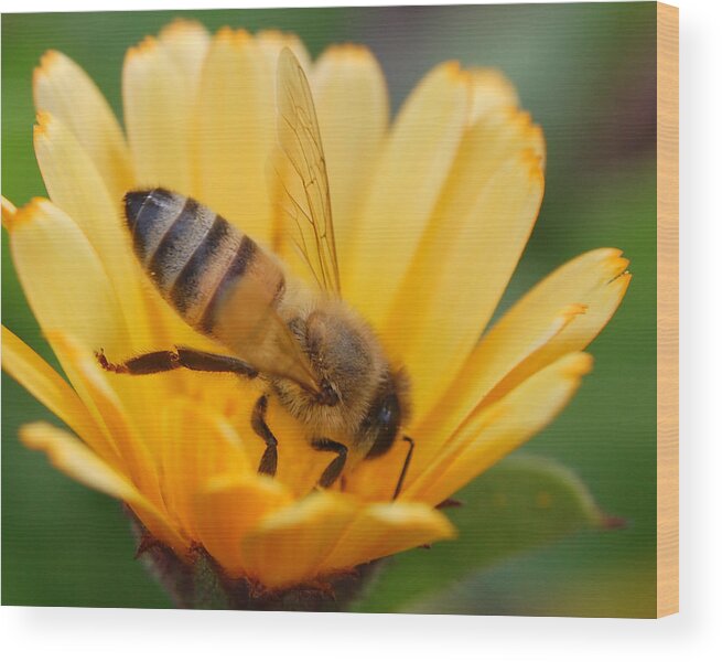 Bee Wood Print featuring the photograph Pollination 2 by Amy Fose