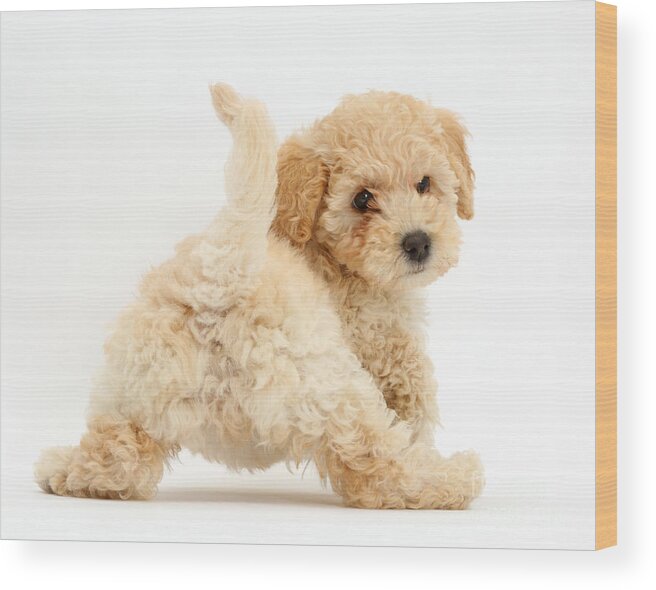Poochon Puppy Wood Print featuring the photograph Poochon Puppy by Mark Taylor