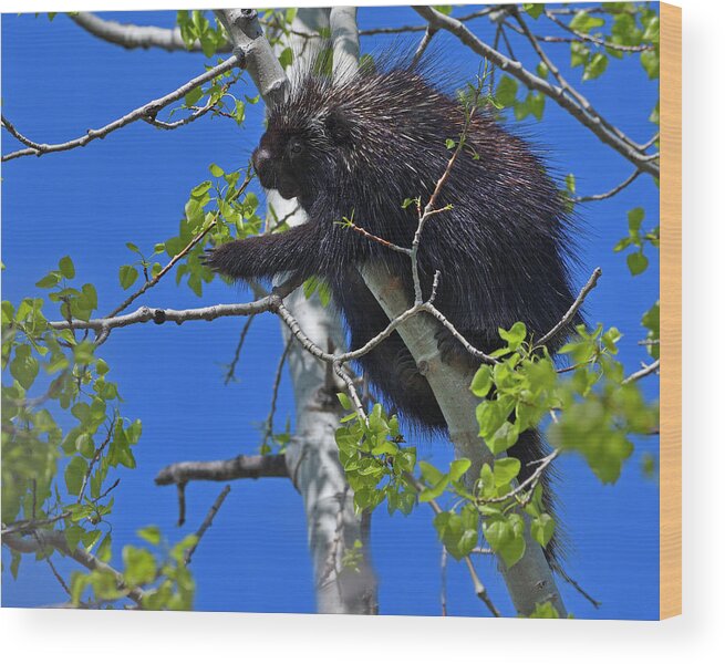 North American Porcupine Wood Print featuring the photograph Poplar Breakfast by Tony Beck