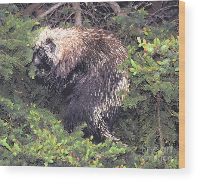 Mixed Media Wood Print featuring the photograph Porcupine in a Fir tree by Elaine Manley