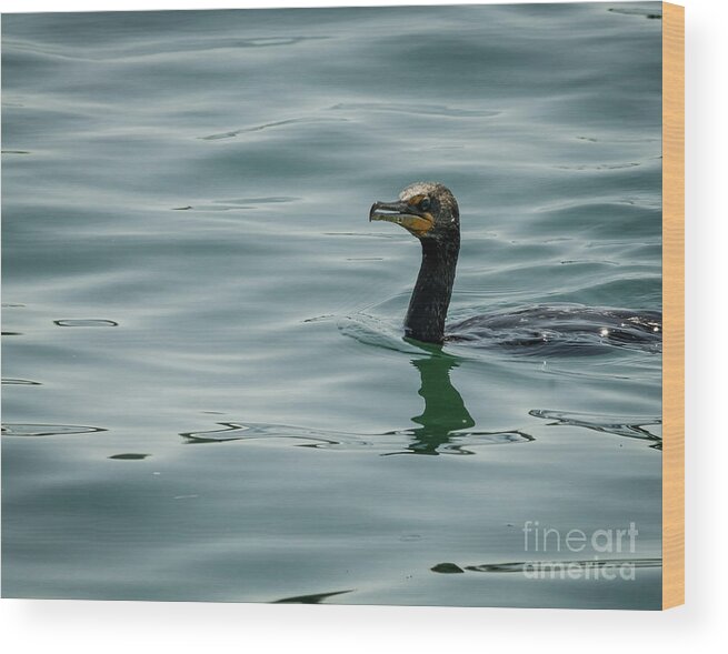 Wildlife Wood Print featuring the photograph Portrait of a cormorant by Claudia M Photography