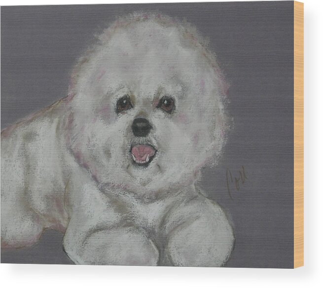 Bichon Frise Wood Print featuring the drawing Powder Puff by Cori Solomon