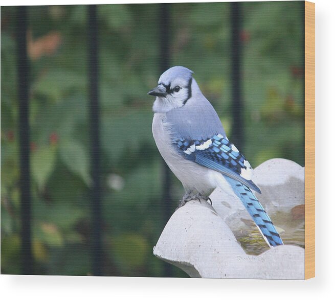 Pretty Wood Print featuring the photograph Pretty in Blue Jay by Diane Lindon Coy