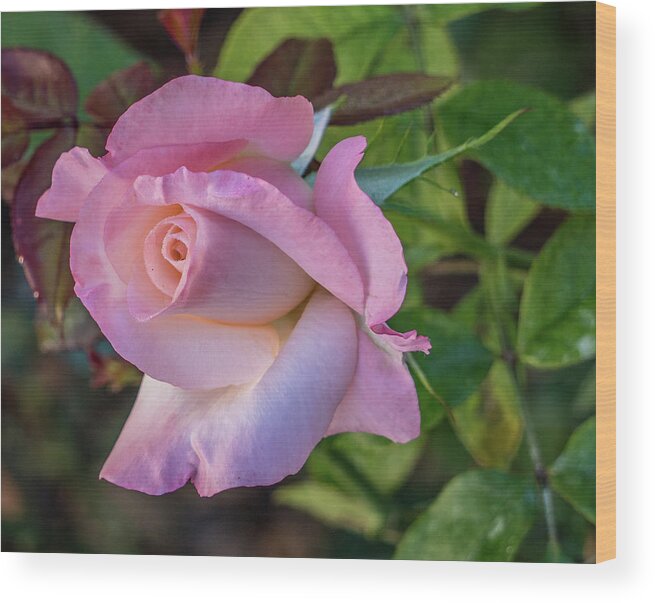 Pink Wood Print featuring the photograph Pretty in pink by Jane Luxton