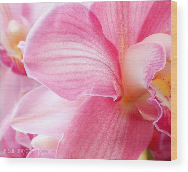 Boat Orchids Wood Print featuring the photograph Pretty In Pink Orchid Petals by Kristin Aquariann