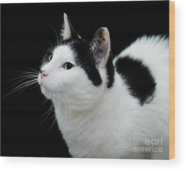 Fine Art Cat Wood Print featuring the photograph Pretty Kitty Cat 2 by Andee Design