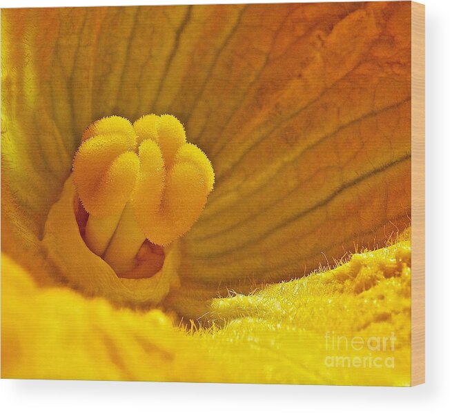 Flower Wood Print featuring the photograph Pumpkin Blossom by Linda Bianic