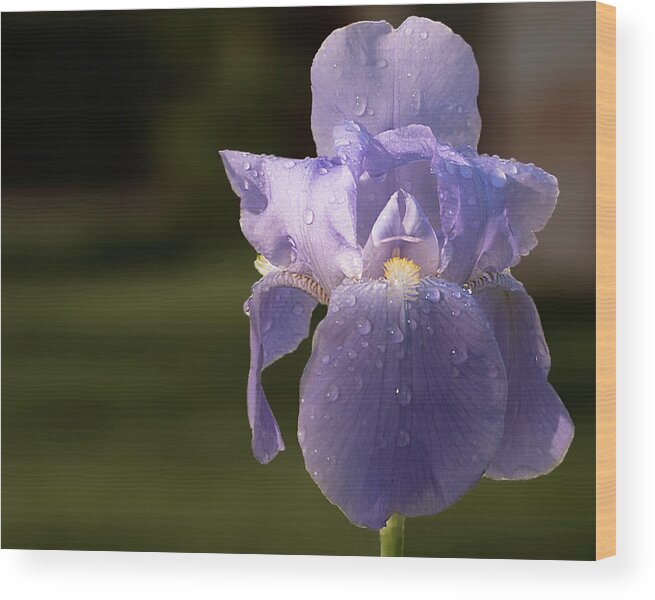 Purple Wood Print featuring the photograph Purple Iris after the rain by Philip Rodgers