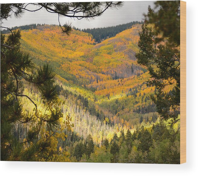 Aspens Wood Print featuring the photograph Quakies by Barry Bohn
