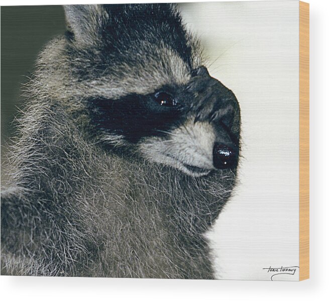 Faunagraphs Wood Print featuring the photograph Raccoon2 Peek-a-boo by Torie Tiffany