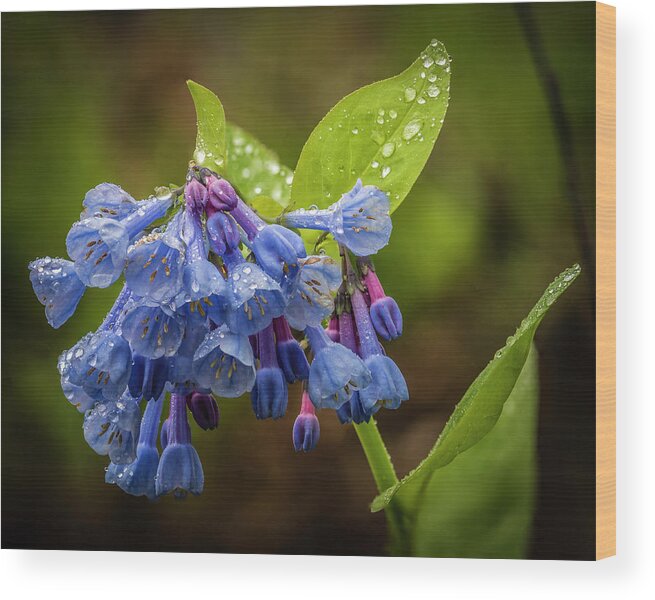 Victor Wood Print featuring the photograph Rain Drop Bells by Joann Long