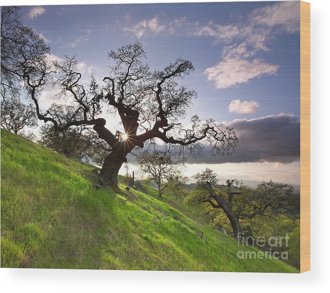 Mt. Diablo State Park Wood Print featuring the photograph Reaching shadow through Dragon Oak Mt Diablo State Park California 2014 by Benjamin Race - Arc of Light Photography