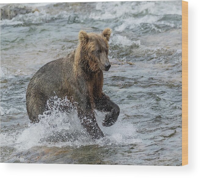 Alaska Wood Print featuring the photograph Ready for Action by Cheryl Strahl