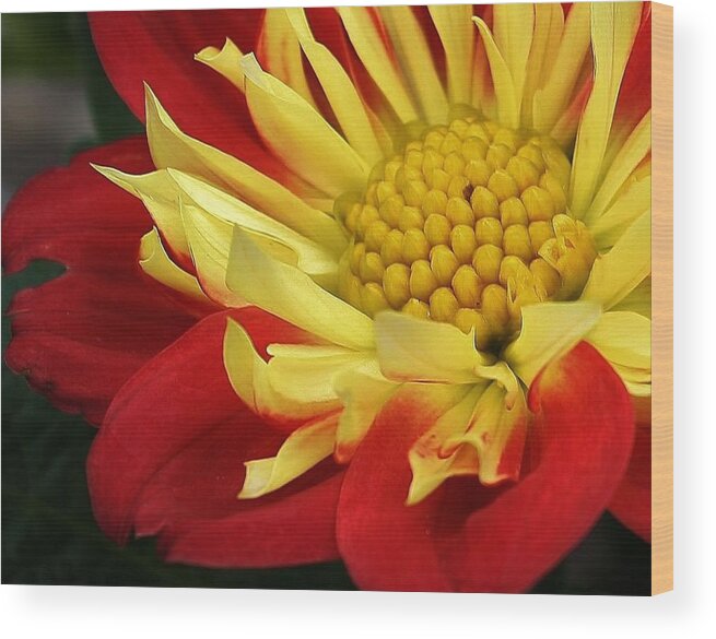 Nature Wood Print featuring the photograph Red and Yellow Dahlia by Bruce Bley