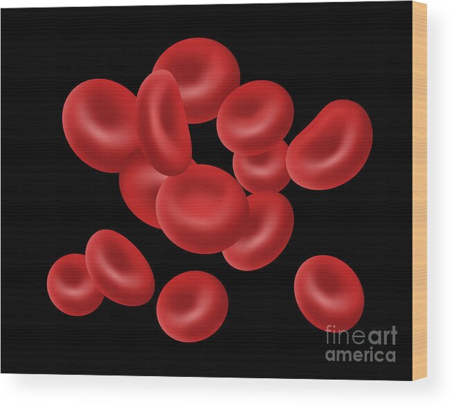 Science Wood Print featuring the photograph Red Blood Cells, Illustration by Gwen Shockey