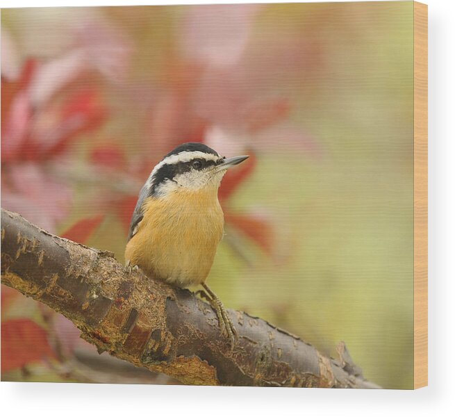 Red Breasted Nuthatch Wood Print featuring the photograph Red Breasted Nuthatch by Lara Ellis