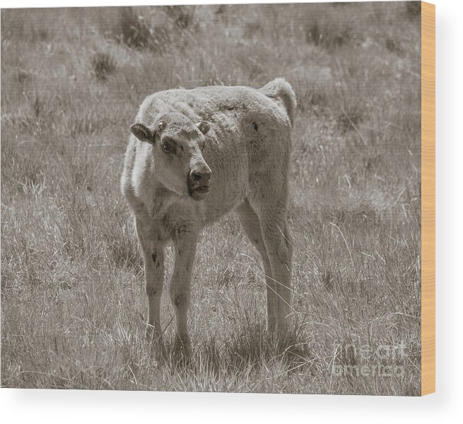 Buffalo Wood Print featuring the photograph Red Dog Buffalo Calf by Rebecca Margraf