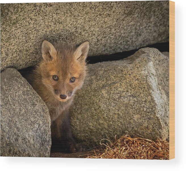 Red Fox Wood Print featuring the photograph Red Fox Kit Peek a Boo by John Vose