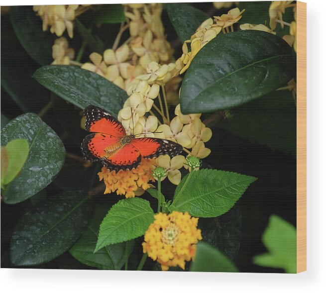 Red Lacewing Butterfly Wood Print featuring the photograph Red Lacewing Butterfly by Ronda Ryan