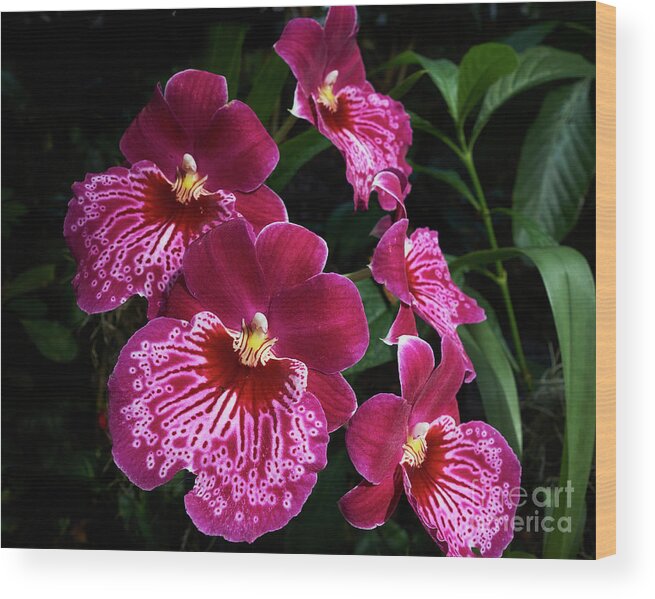 Orchid Wood Print featuring the photograph Red Orchids by Steve Ondrus