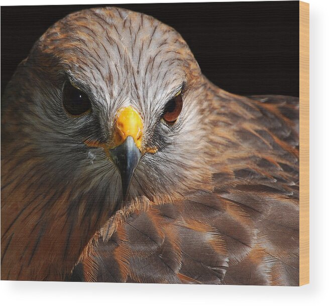 Red-shouldered Hawk Wood Print featuring the photograph Red-shouldered Hawk by Lorenzo Cassina
