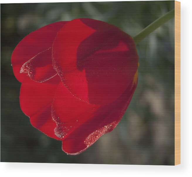 Tranquility Wood Print featuring the photograph Red Tulip in the Sun by Janis Kirstein