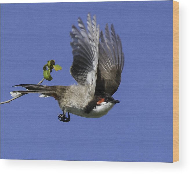 Florida Wood Print featuring the photograph Red Whiskered Bulbul by Roberta Kayne