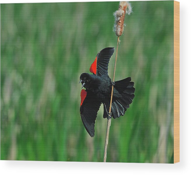 Red-winged Wood Print featuring the photograph Red-winged Blackbird by Tony Beck