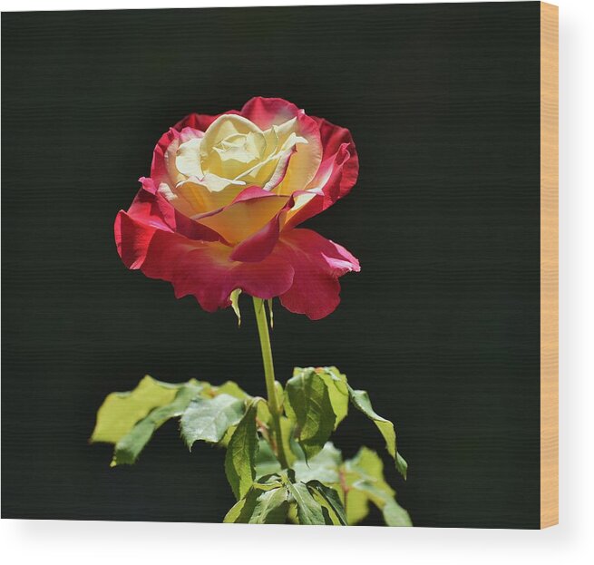 Linda Brody Wood Print featuring the photograph Red Yellow Rose III by Linda Brody